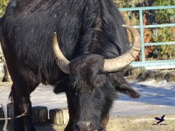 Tiergarten Schönbrunn am 27.01.2026